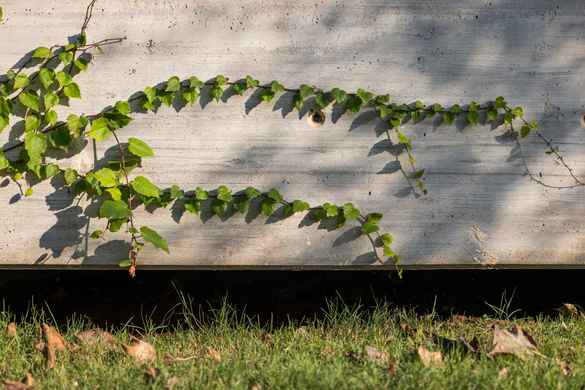 Ivy across sunlit concrete